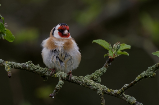 2024-03-23 / Charlysouho
Charlysouho [Faune sauvage]
