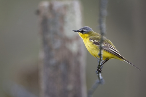 2024-05-05 / Charlysouho
Charlysouho [Faune sauvage]
