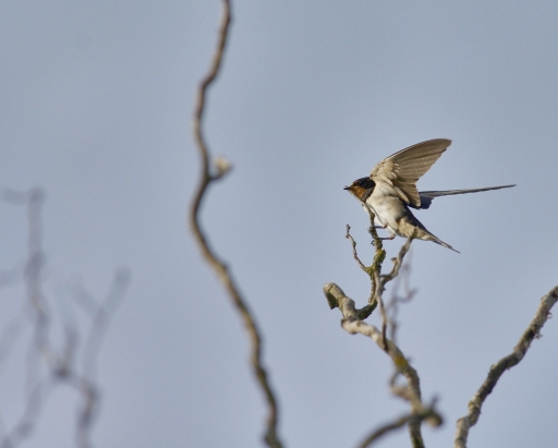 2018-08-12 / Papy57
Papy57 [Faune sauvage]

