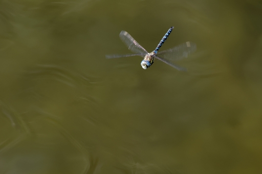 2021-08-29 / CharlySouho
CharlySouho [Macro et proxi]
