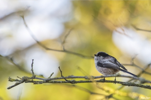 2018-11-04 / Daenelyn
Daenelyn [Faune sauvage]
