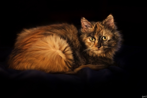 2019-03-08 / CarpoDingo
CarpoDingo [Animaux domestiques]
