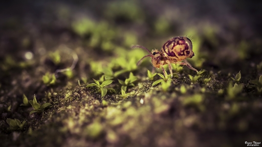 2019-01-10 / Daenelyn
Daenelyn [Macro et proxi]
