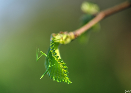 2019-04-29 / CarpoDingo
CarpoDingo [Macro et proxi]
