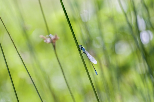 2018-11-22 / Berzip
Berzip [Macro et proxi]
