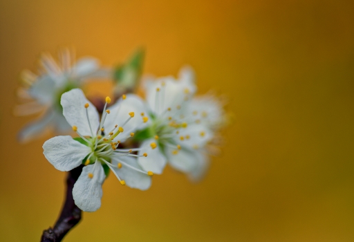 2019-03-31 / TOFTOF
TOFTOF [Flore et botanique]
