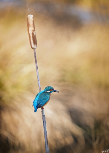 2019-05-30 / CarpoDingo
CarpoDingo [Faune sauvage]
