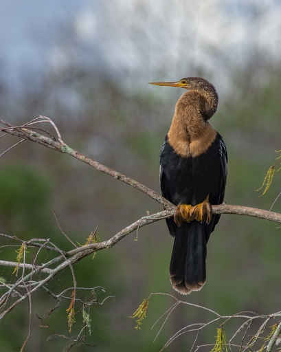 2019-06-16 / Ramiot
Ramiot [Faune sauvage]
