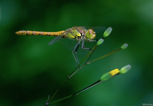 2019-06-23 / Mickmac
Mickmac [Macro et proxi]
