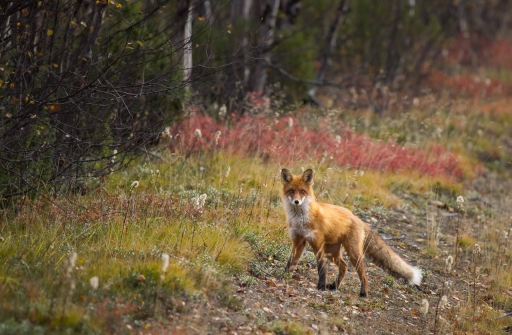 2019-11-07 / ASM
ASM [Faune sauvage]
