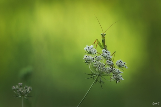 2019-12-23 / CarpoDingo
CarpoDingo [Macro et proxi]
