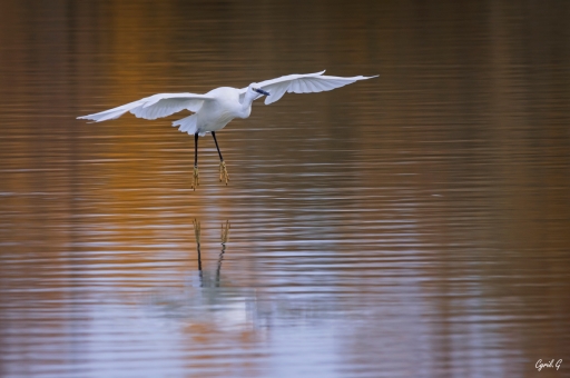 2020-01-26 / CarpoDingo
CarpoDingo [Faune sauvage]
