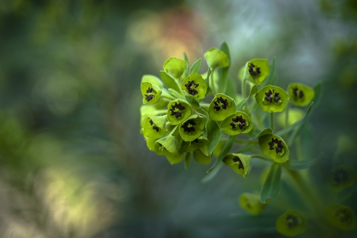 2020-03-29/Opus21
Opus21 [Flore et botanique]
