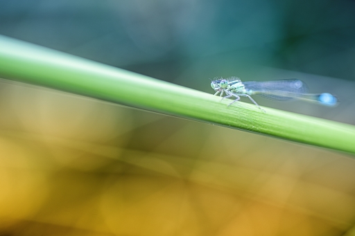 2020-07-05 / TOFTOF
TOFTOF [Macro et proxi]
