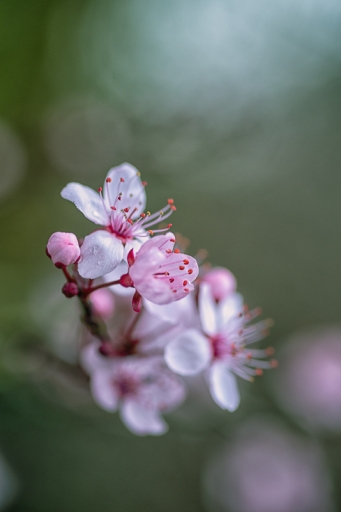 2021-03-21 / TOFTOF
TOFTOF [Flore et botanique]
