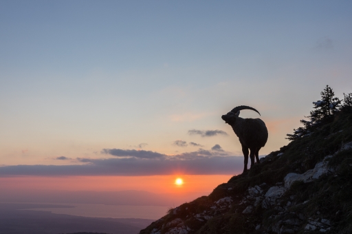 2021-04-25 / ASM
ASM [Faune sauvage]
