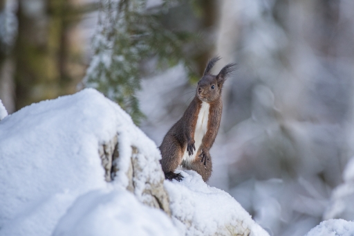 2022-02-16 / ASM
ASM [Faune sauvage]
