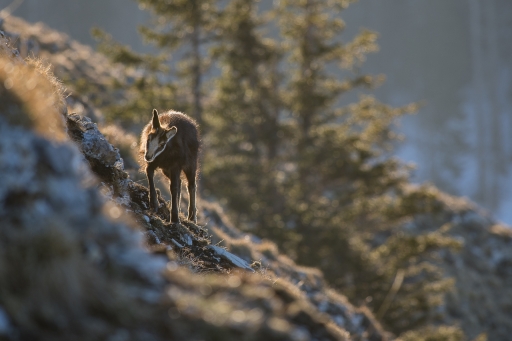 2022-03-12 / ASM
ASM [Faune sauvage]
