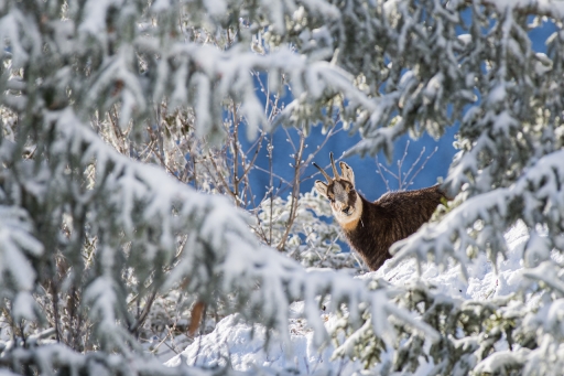 2023-01-10 / ASM
ASM [Faune sauvage]
