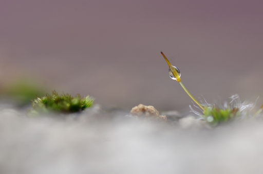 2023-02-05 / Charlysouho
Charlysouho [Macro et proxi photo]
