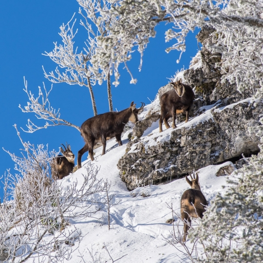 2023-02-19 / ASM
ASM [Faune sauvage]
