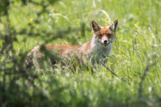 2023-03-12 / ASM
ASM [Faune sauvage]
