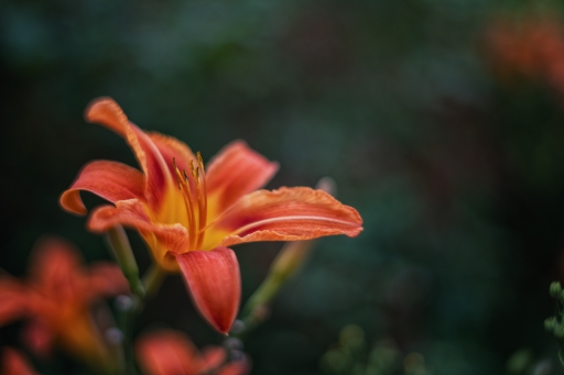 2023-06-25 / TOFTOF
TOFTOF [Flore et botanique]
