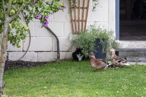 2023-07-30 / Berzip
Berzip [Animaux domestiques ou captifs]
