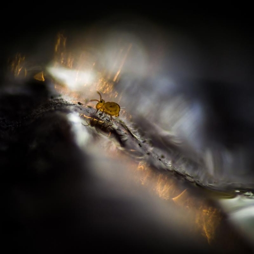 2019-11-24 / Olilignan
Olilignan [Macro et proxy]
