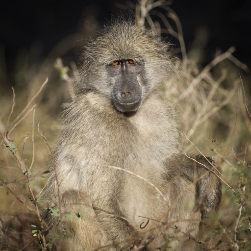 2017-09-13 / Fred69
Fred69 [Faune sauvage]
