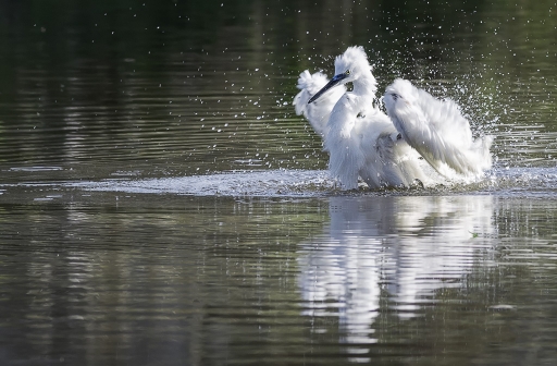 2017-11-02 / Kobaia
kobaia [faune sauvage]
