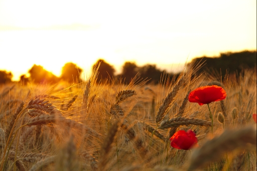 2017-07-16 / quentin453
quentin453 [Paysages et elements naturels]
