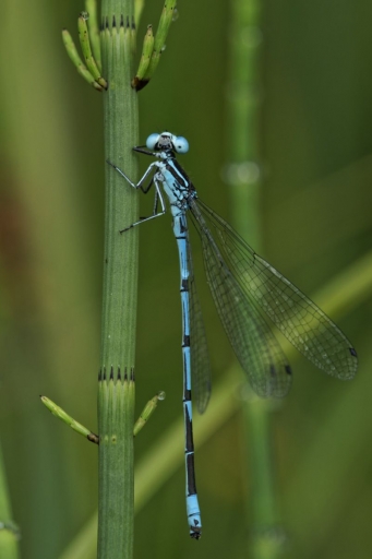 2022-06-26 / Chatougri
Chatougri [Macro et proxi]
