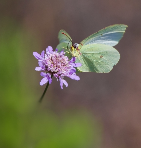 2019-07-06 / Olilignan
Olilignan [vos series - Le citron]
