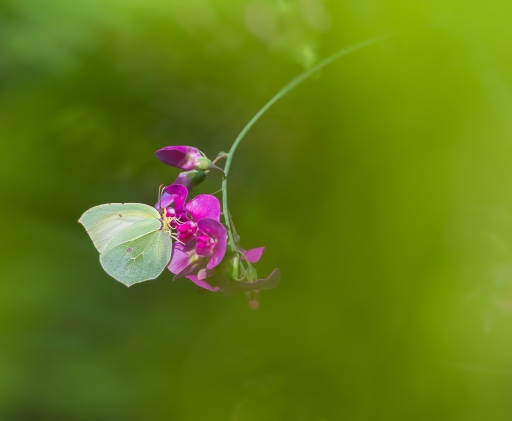 2019-07-07 / Olilignan 
Olilignan [vos series - Le citron]
