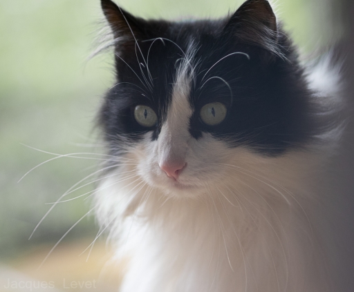 2021-03-17 / Pech-les-oies
Pech-les-oies [Animaux domestiques ou captifs]
