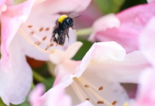 2024-05-12 / Hermès
Hermès [Macro et proxi]
