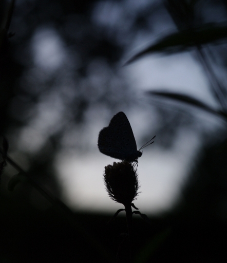 2019-08-24 / Papy57
Papy57 [Macro et proxi]
