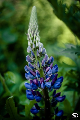 2019-06-02 / SerDeber
SerDeber [vos series - Balade dans mon jardin]
