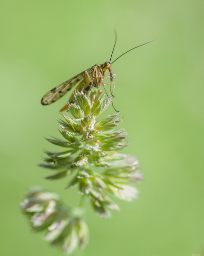 2022-05-29 / Mickmac
Mickmac [Macro et proxi]
