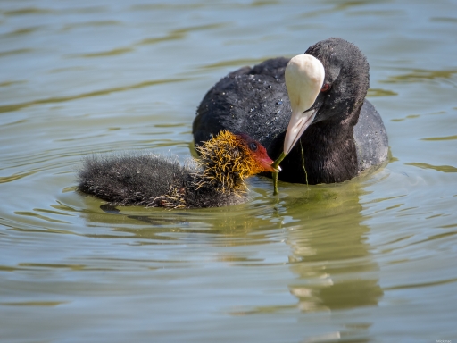 2022-05-01 / Mickmac
Mickmac [Faune sauvage]
