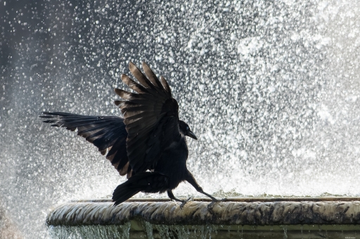 2023-03-04 / Mickmac
Mickmac [Faune sauvage]
