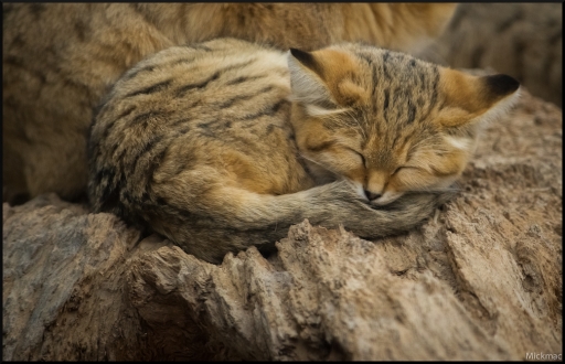 2019-12-08 / Mickmac
Mickmac [Animaux domestiques et captifs]
