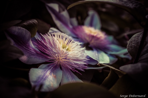 2018-06-08 / SerDeber
SerDeber [Macro et proxi]
