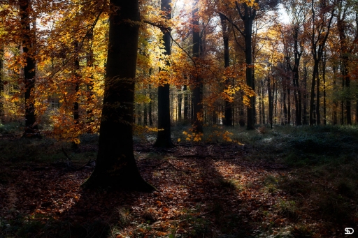 2019-11-23 / SerDeber
SerDeber [Paysages et éléments naturels]
