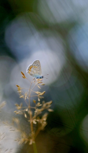 2020-09-06 / Papy57
Papy57 [Macro et proxy]
