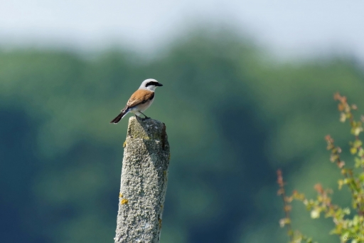 2022-06-05 / Patrice78
Patrice78 [Faune sauvage]
