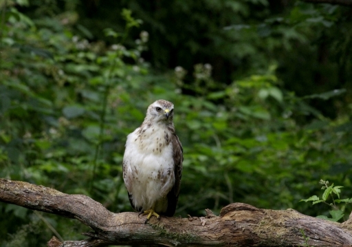 2023-06-30 / Papy57
Papy57 [Faune sauvage]
