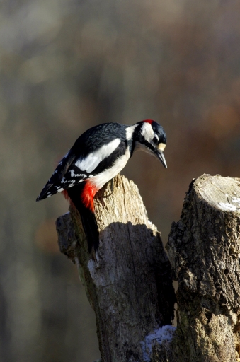 2023-12-10 / papy57
papy57 [Faune sauvage]
