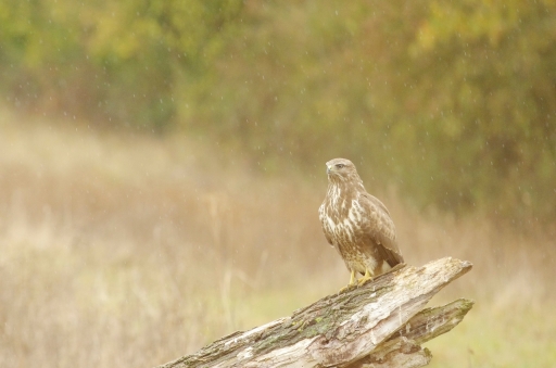 2019-05-30 / papy57
papy57 [Faune sauvage]
